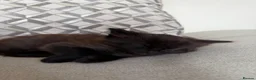 Domestic Shorthair cats for sale: Male Kittens Ready In TWO WEEKS - Advert 11