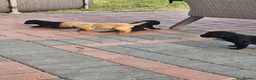 Labrador Retriever dogs for sale: Labrador puppies  - Advert 6