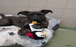 Mixed Breed dogs for adoption: Kiki  - Image 3