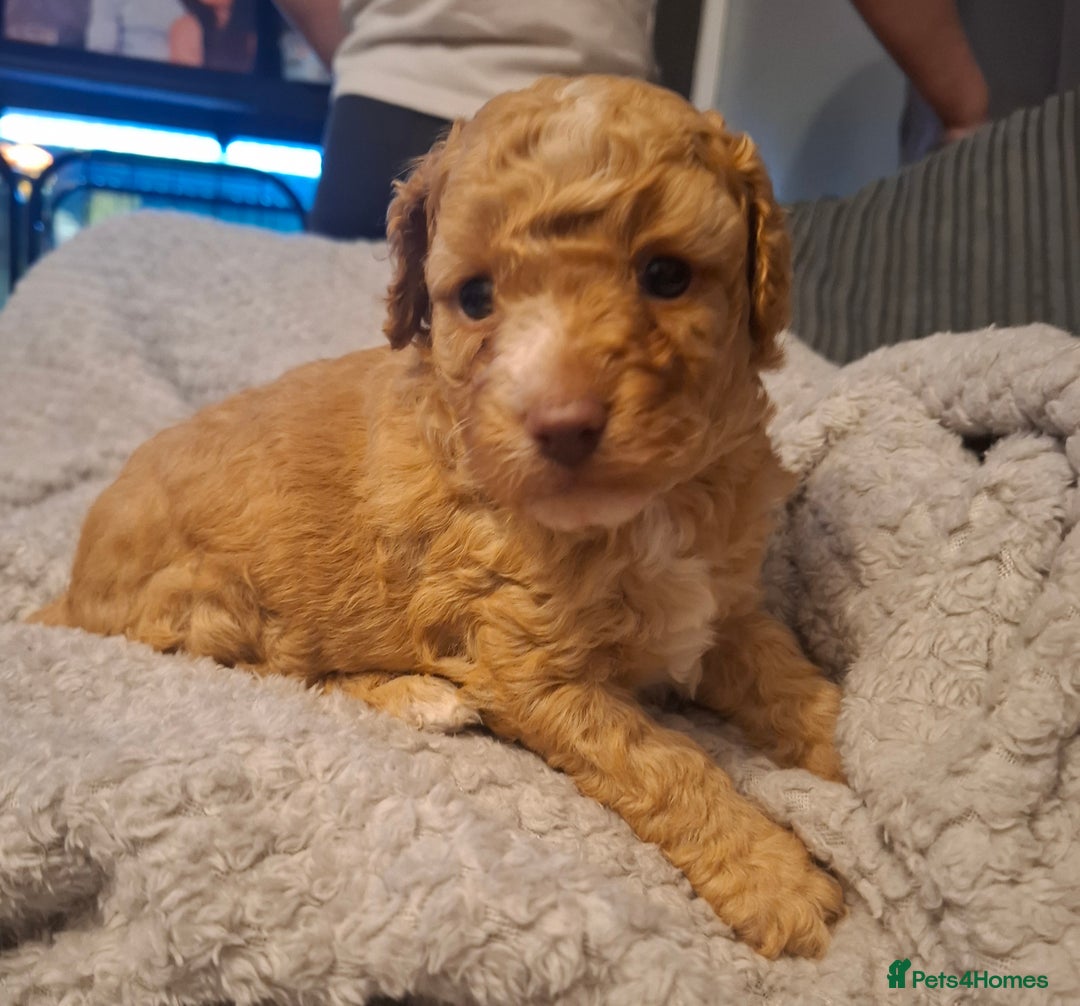 Cockapoo dogs for sale: Minature cockapoo puppies - Advert 7