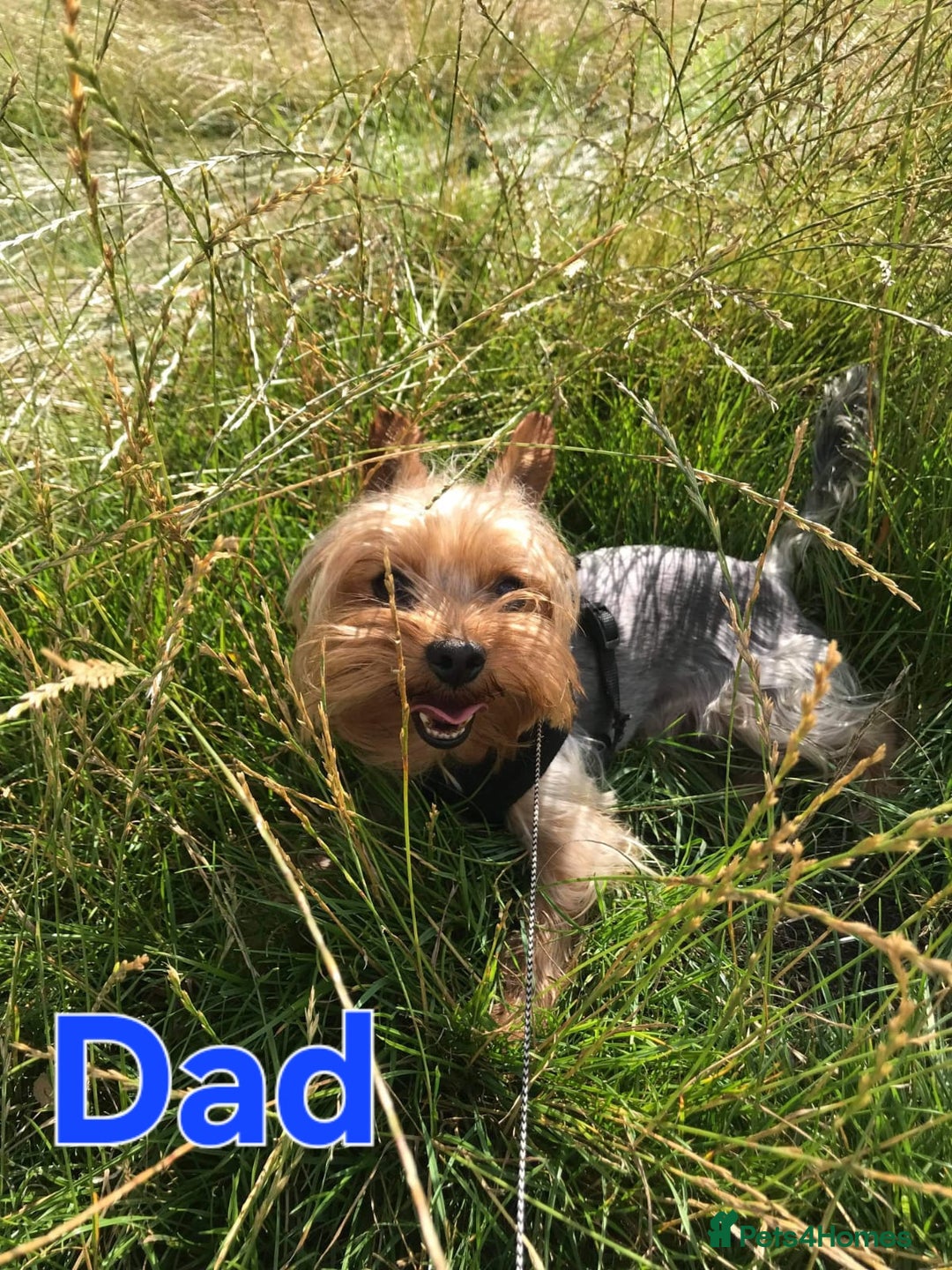 Yorkshire Terrier dogs for sale: Beautiful Miniature Yorkshire Terrier Puppies - Advert 11