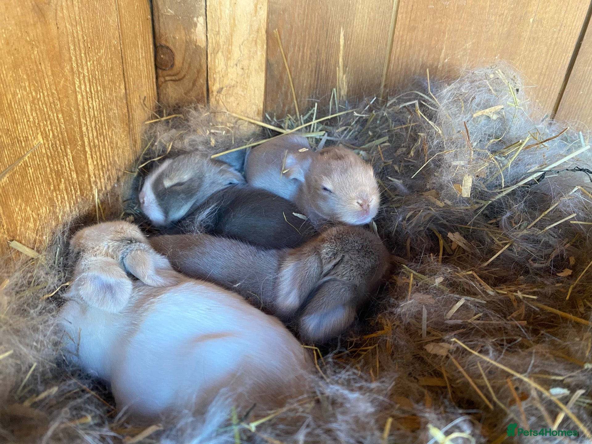 Mini Lop rabbits Mini lops Est since 2014  🩷 - Advert 2