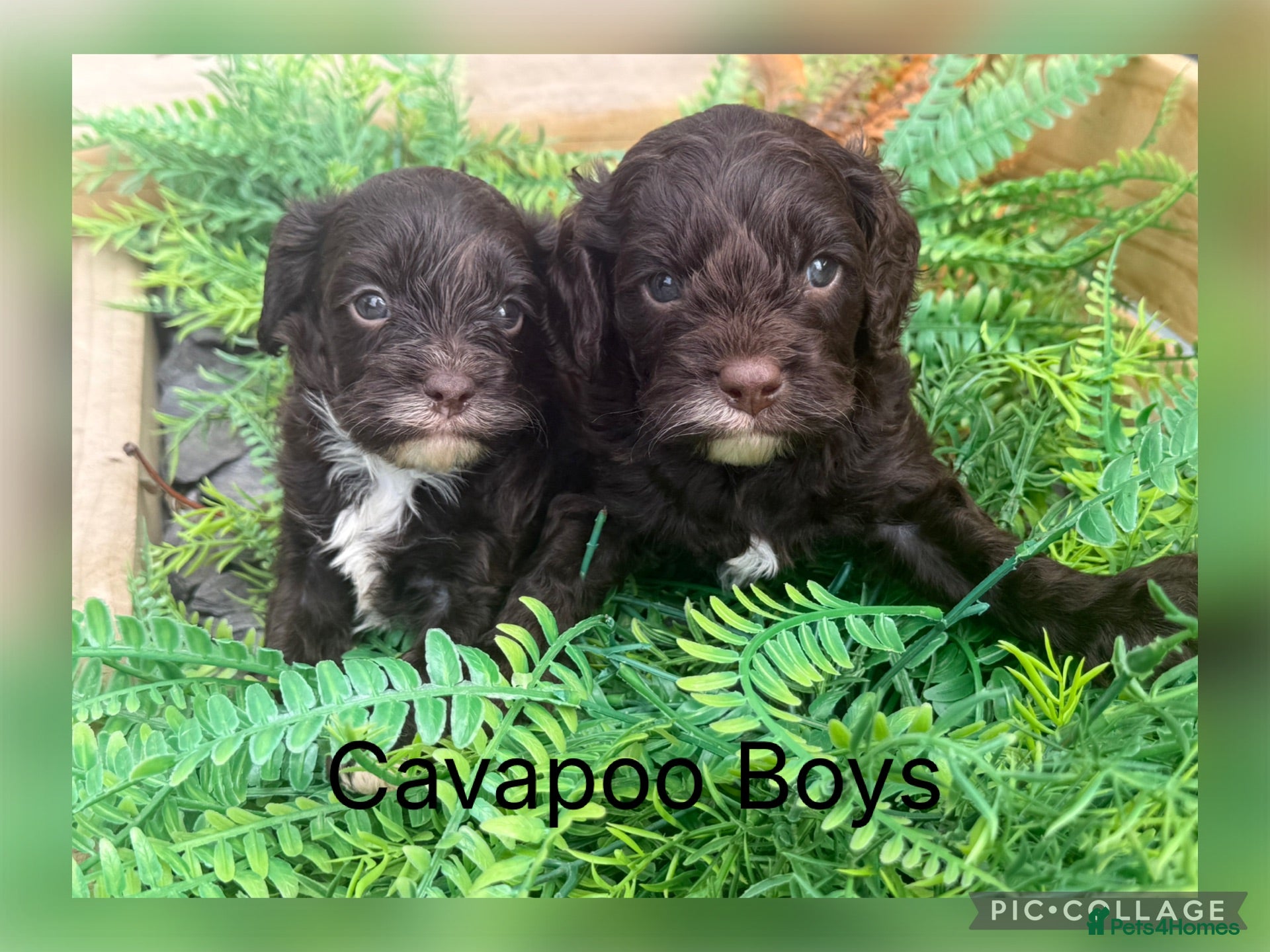 Cavapoo dogs Chocolate F1 Cavapoo Boys - Advert 1