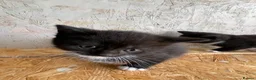 Mixed Breed cats for sale: Pure british shorthair Mother kittens - Advert 13