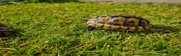 Tortoise reptiles for sale: Spur Thighed tortoise wildling - Advert 2