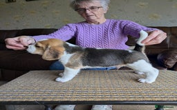 Beagle dogs for sale: Beagle  - Image 3