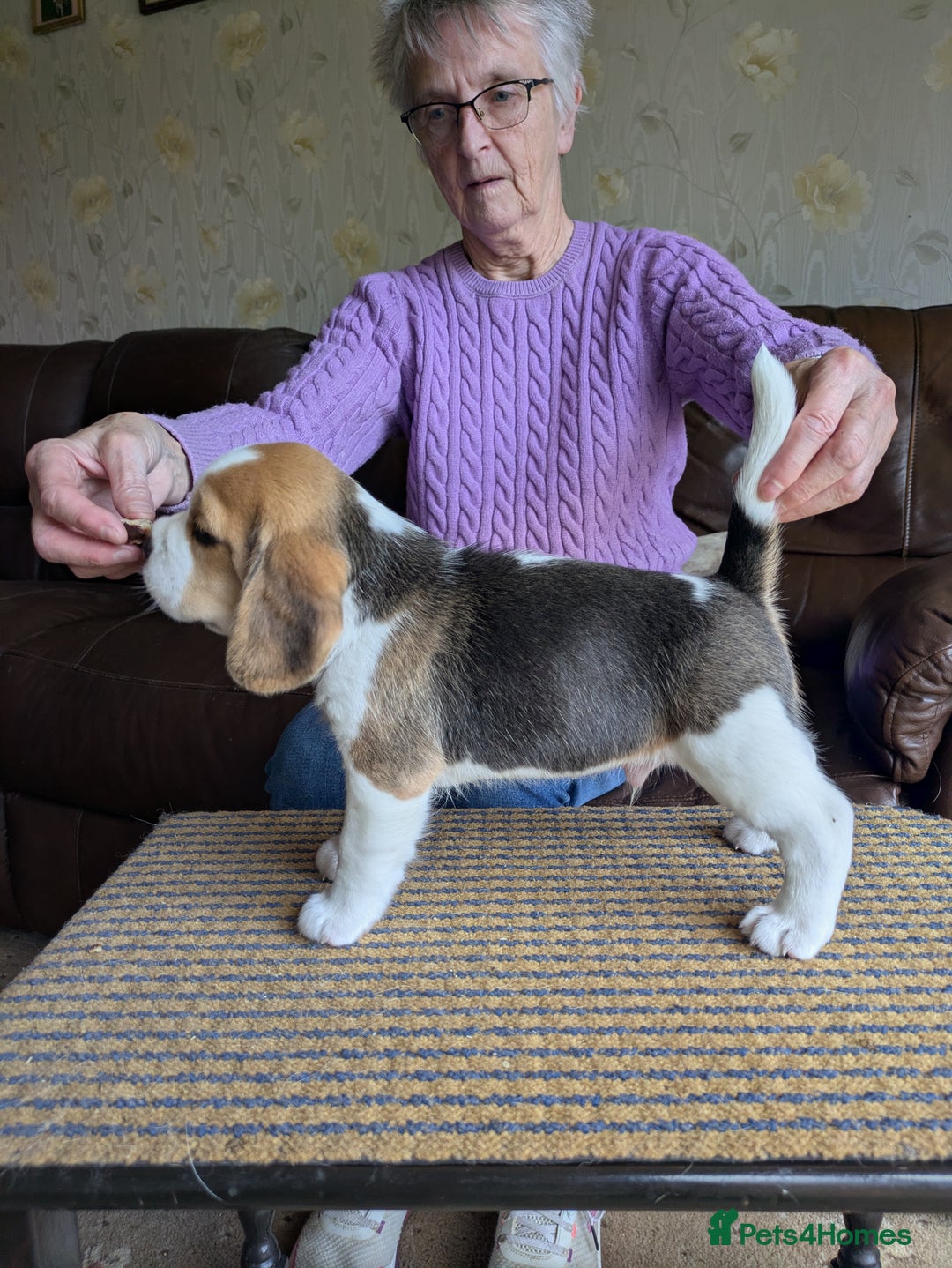 Beagle dogs for sale: Beagle  - Image 3