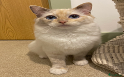 Ragdoll cats for sale: Stunning TICA reg Flame/Cream Boy - Image 16