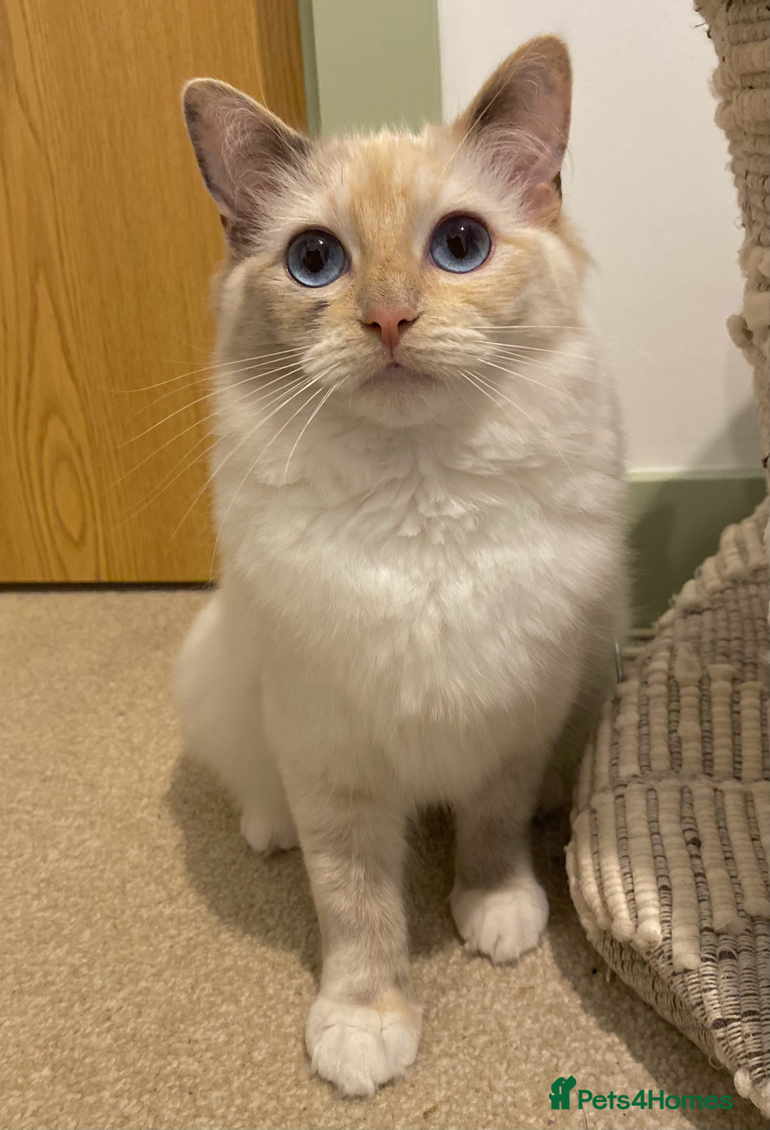 Ragdoll cats for sale: Stunning TICA reg Flame/Cream Boy - Image 16