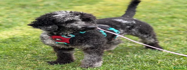 Oreo