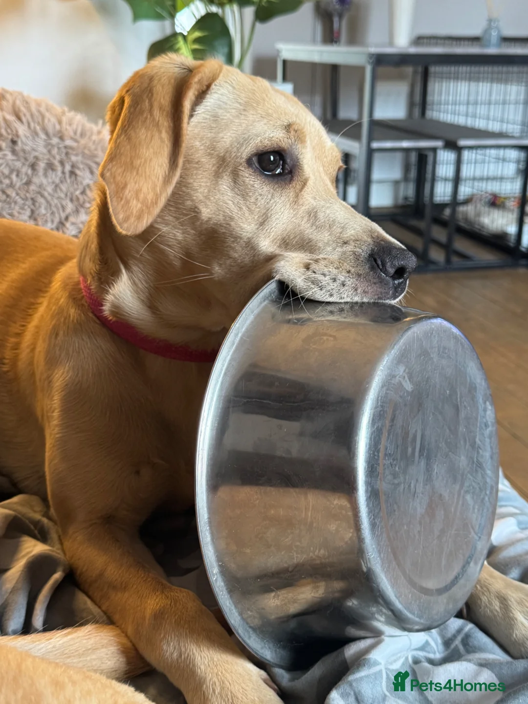 Labrador Retriever dogs for sale: Golden Labrador puppy for rehoming - Advert 2