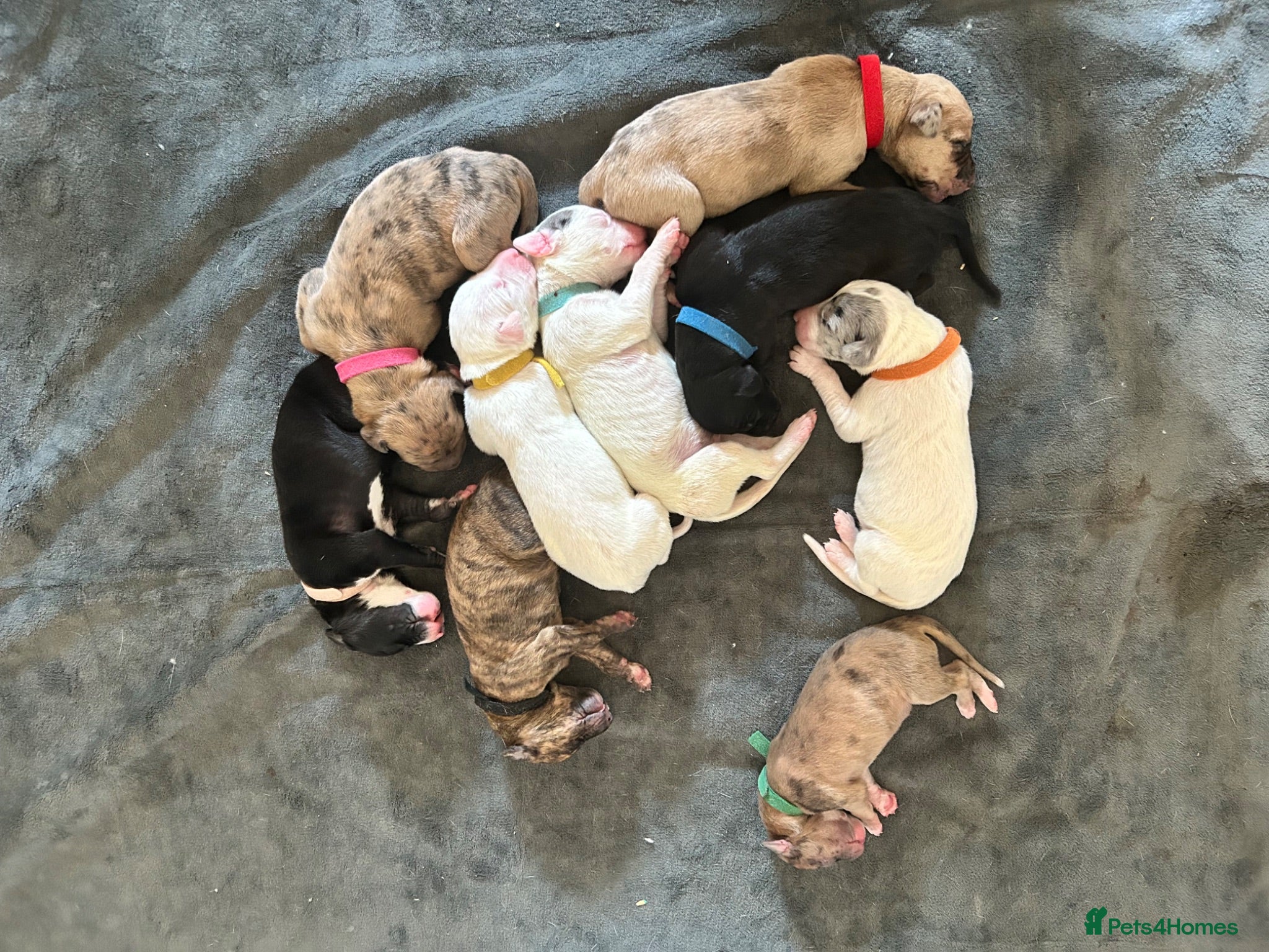 Lurcher dogs Lurcher pups  - Advert 2