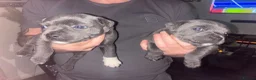 Staffordshire Bull Terrier dogs for sale: LAST BOY LEFT KC REGISTERED 5 STAR BLUE   - Advert 23