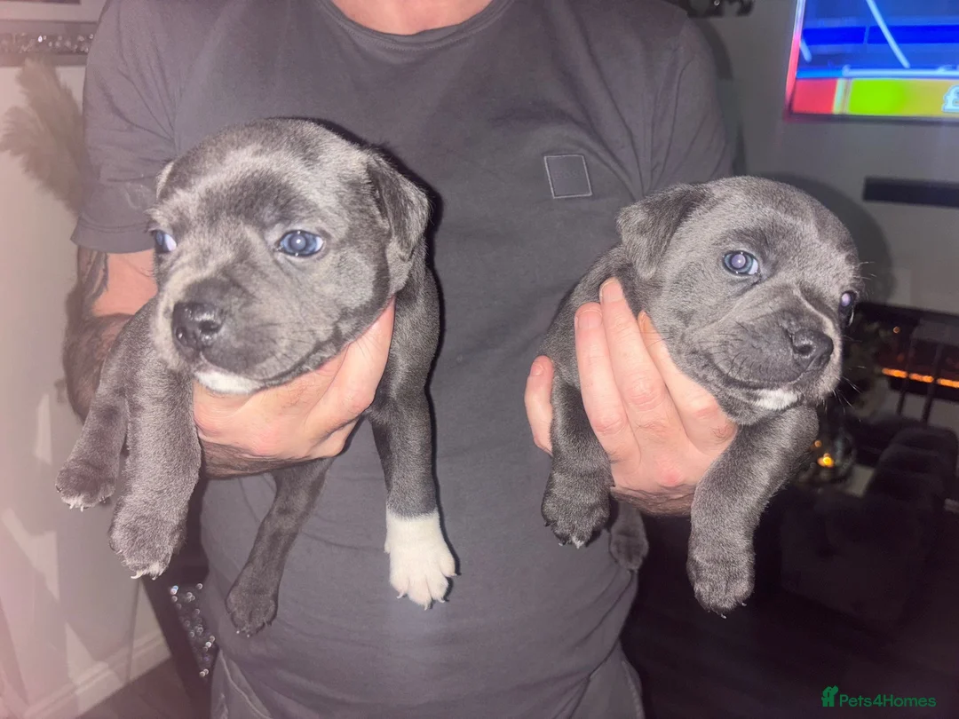 Staffordshire Bull Terrier dogs for sale: LAST BOY LEFT KC REGISTERED 5 STAR BLUE   - Advert 23
