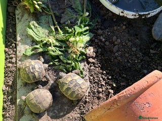 Hermann Tortoise reptiles Hermann Tortoise hatchlings for sale - Advert 1