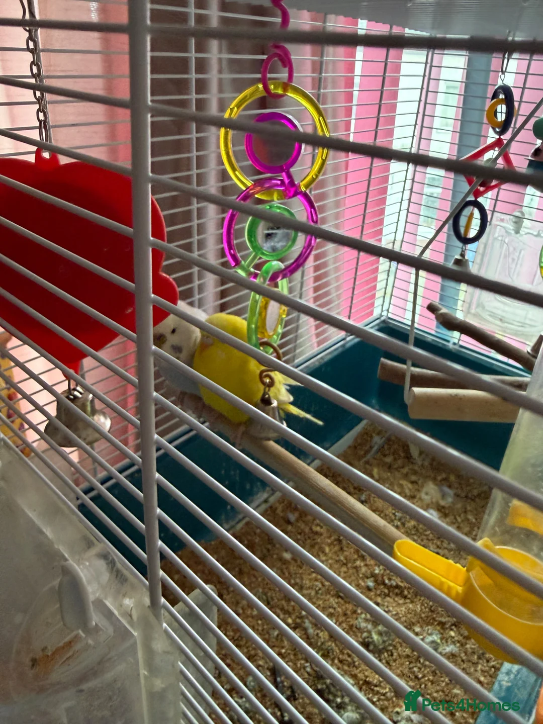 Budgerigars birds for sale: 2 budgies and cage  - Advert 2