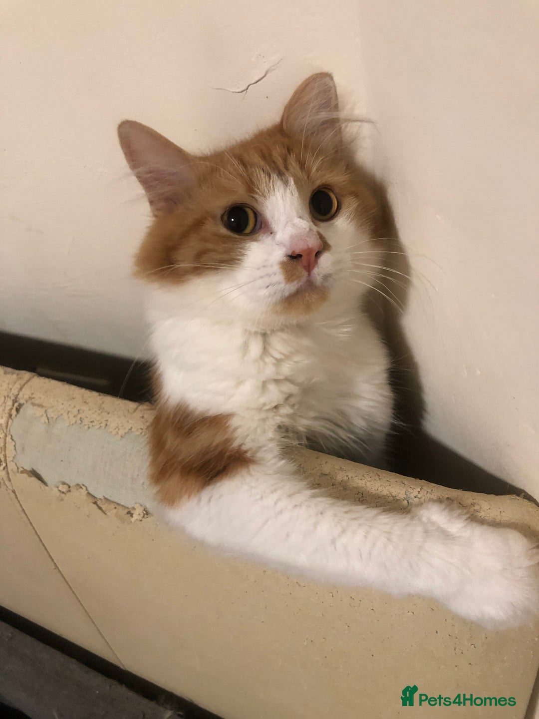 Mixed Breed cats for sale: Free cats need saving! Ignore price  - Image 1