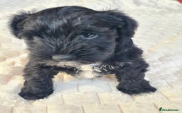 Miniature Schnauzer dogs for sale: KC Registered miniature schnauzer puppies - Image 3