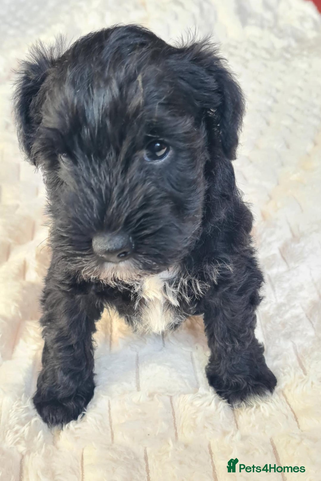 Miniature Schnauzer dogs for sale: KC Registered miniature schnauzer puppies - Image 3