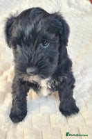 Miniature Schnauzer dogs - Advert 2