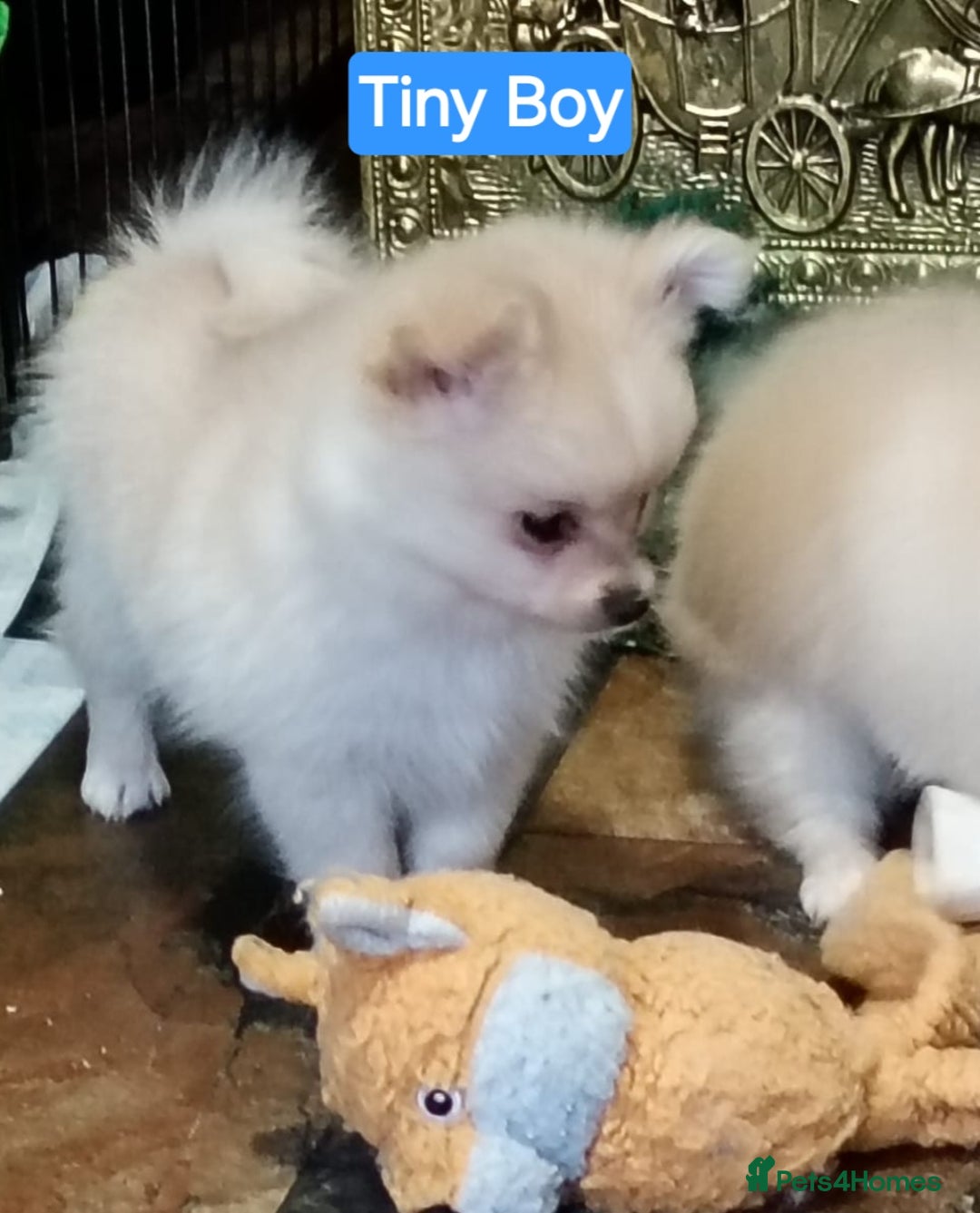 Pomeranian dogs for sale: POMERANION TINY Boy & Girl. Ready Now - Advert 6