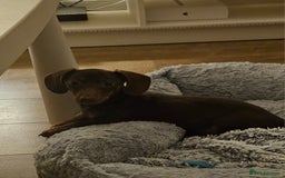 Miniature Dachshund dogs for sale: Beautiful miniature dachshund  - Image 3