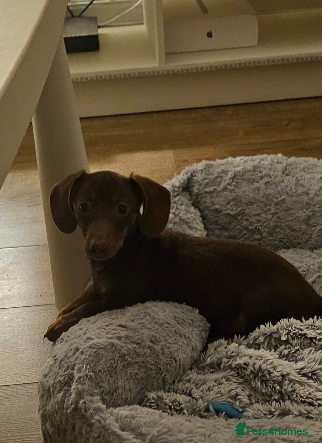 Miniature Dachshund dogs for sale: Beautiful miniature dachshund  - Image 3