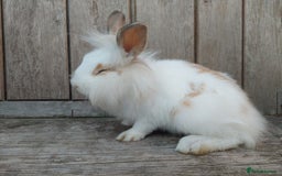 Mixed Breed rabbits for sale: Very pretty soft fluffy bunnies - Image 19