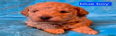 Maltipoo 3