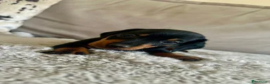 Black and Tan Boy 