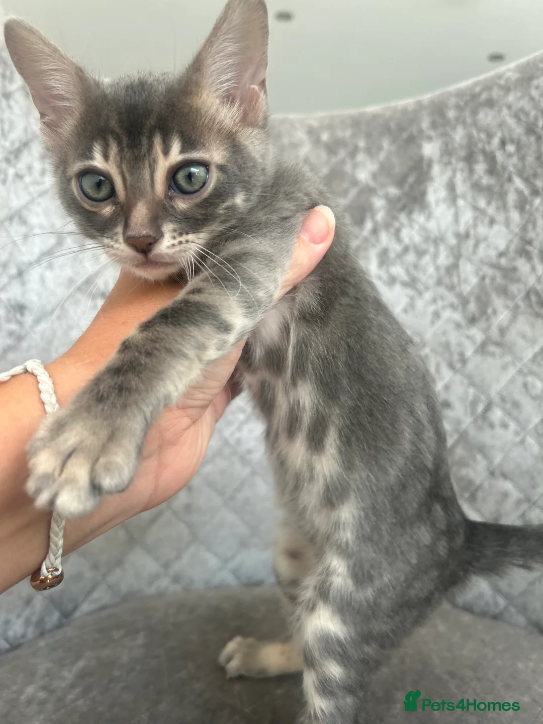 Bengal cats for sale: 💙Beautiful Blue Bengal Kittens - TICA Reg 💙 - Advert 16