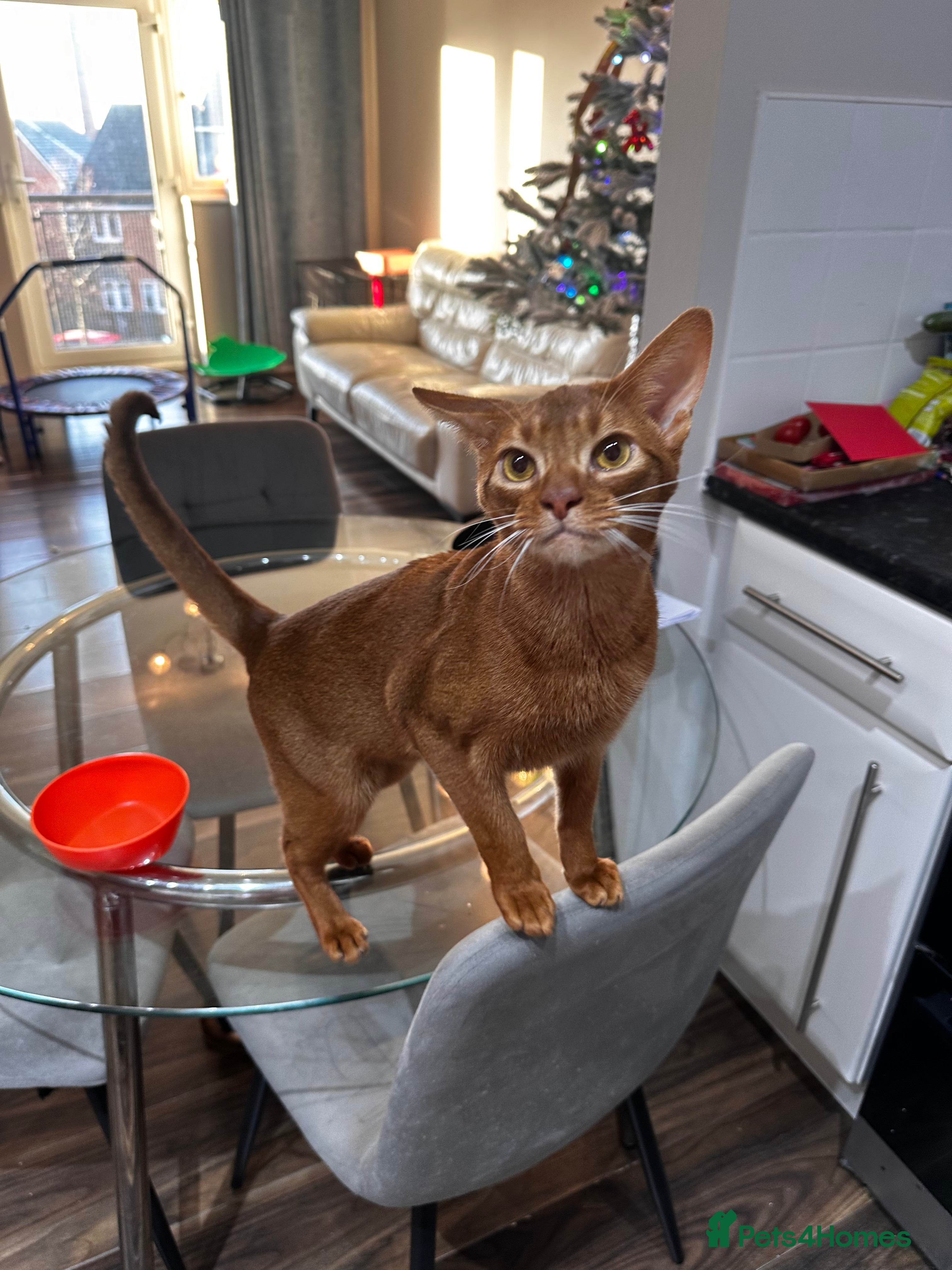 Abyssinian cats 🥰Active TICA registered Abyssinian male 🐈‍⬛  - Advert 1