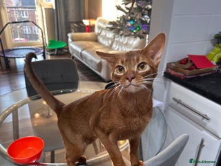 Abyssinian cats 🥰Active TICA registered Abyssinian male 🐈⬛ - Advert 3