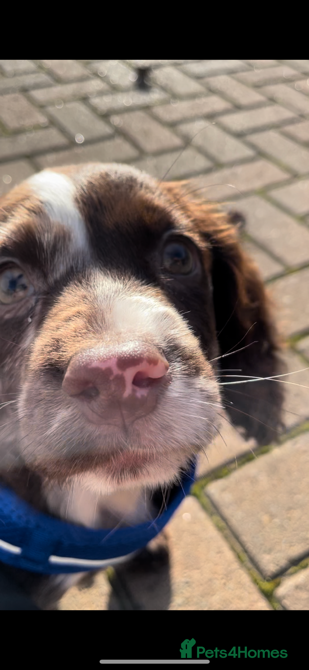 Cocker Spaniel dogs for sale: Hero - 16 month old  - Advert 3