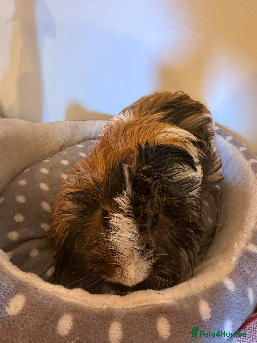 Guinea Pig rodents for sale: Long haired male guinea pig  - Image 2