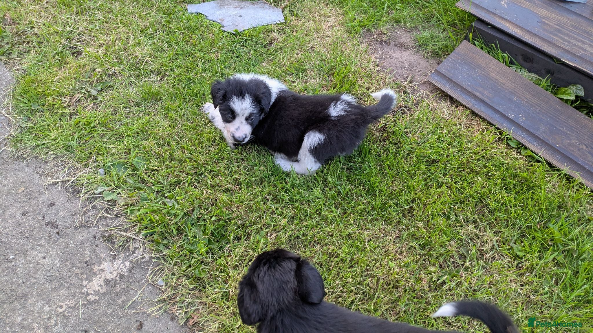 Border Collie dogs Collie pups from working strain - Advert 1