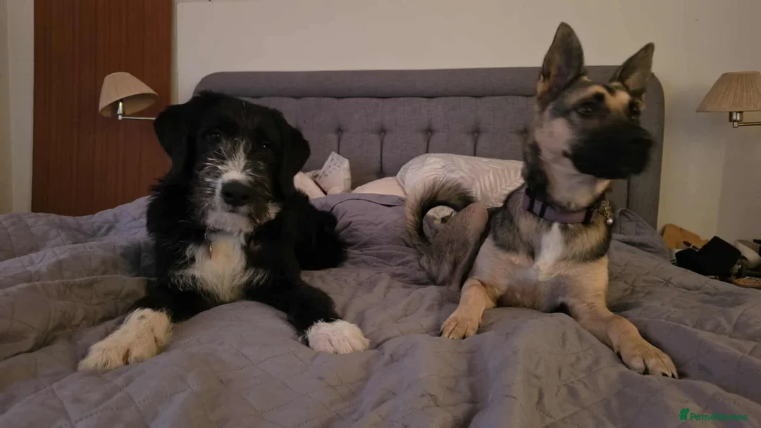 Mixed Breed dogs for adoption: DONNIE - Guardian breed experience required  - Advert 12