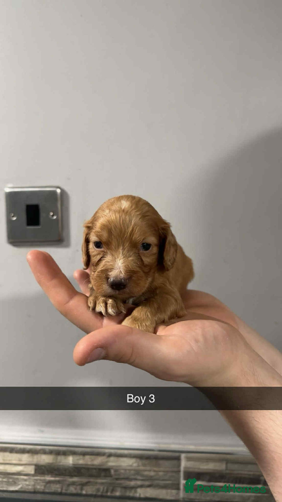 Cocker Spaniel dogs for sale: Cocker spaniel pups  - Image 10