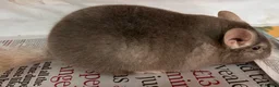 Chinchilla rodents for sale: Bertie, beautiful Beige boy - Advert 9