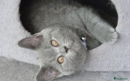 British Shorthair cats for sale: britsh short hair kittens  in Orpington - Image 6