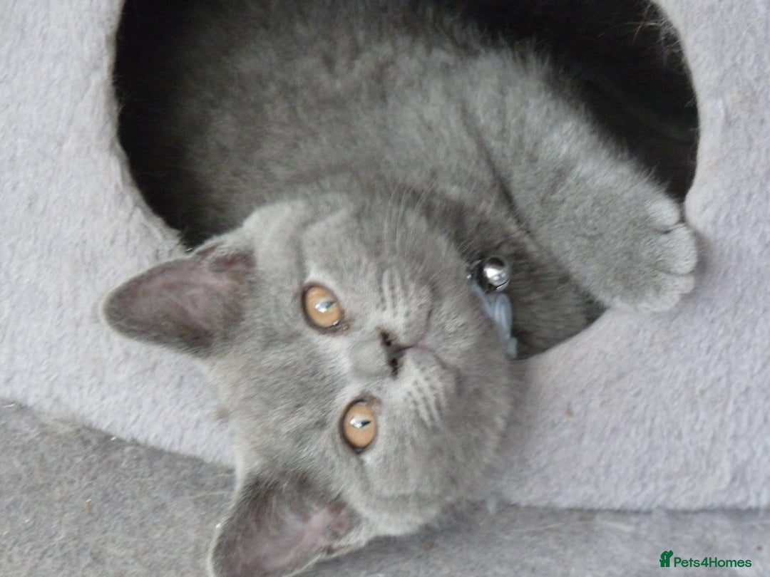 British Shorthair cats for sale: britsh short hair kittens  in Orpington - Image 6