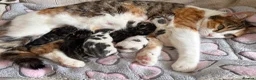 Domestic Shorthair cats for sale: A Stunning Litter Of Six Newborn Kittens  - Advert 7