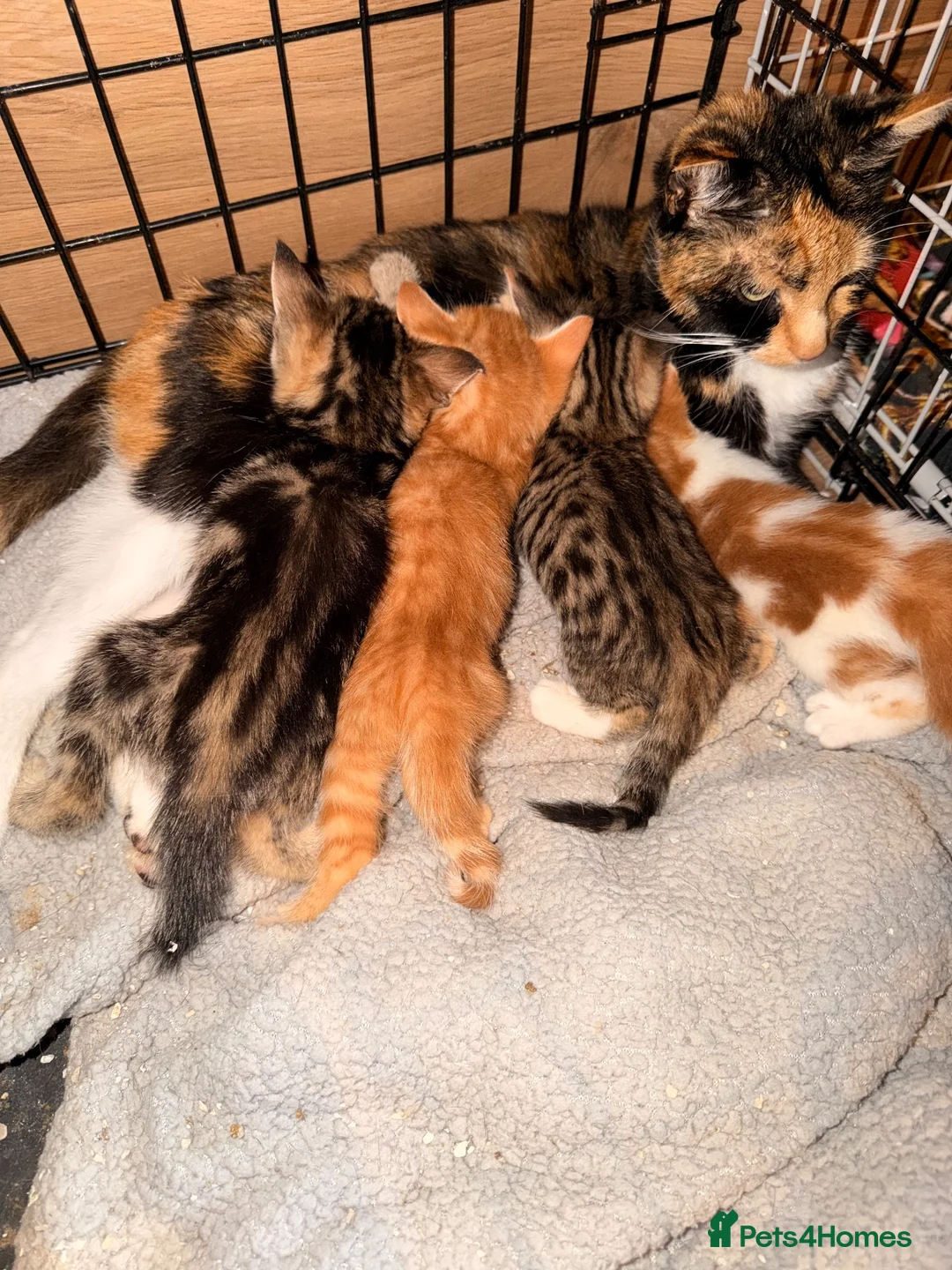 British Shorthair cats for sale: *** Beautiful Kittens *** - Advert 1
