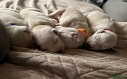 Dalmatian dogs for sale: PEDIGREE Dalmatian Puppies ready by 19th December  - Image 5