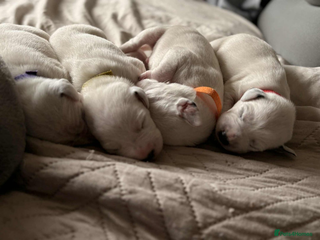 Dalmatian dogs for sale: PEDIGREE Dalmatian Puppies ready by 19th December  - Image 5