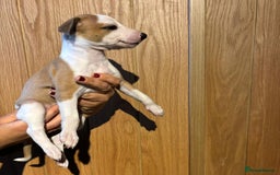 Whippet dogs for sale: 4 KC registered Whippet boys  - Image 14
