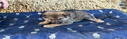 German Shepherd dogs for sale: German Shepherd x DDR GSD Puppies **READY TO GO* - Advert 10