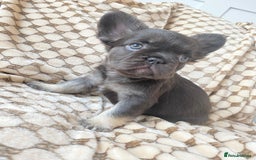 French Bulldog dogs for sale: Beautiful litter off French bulldog puppies  - Image 30