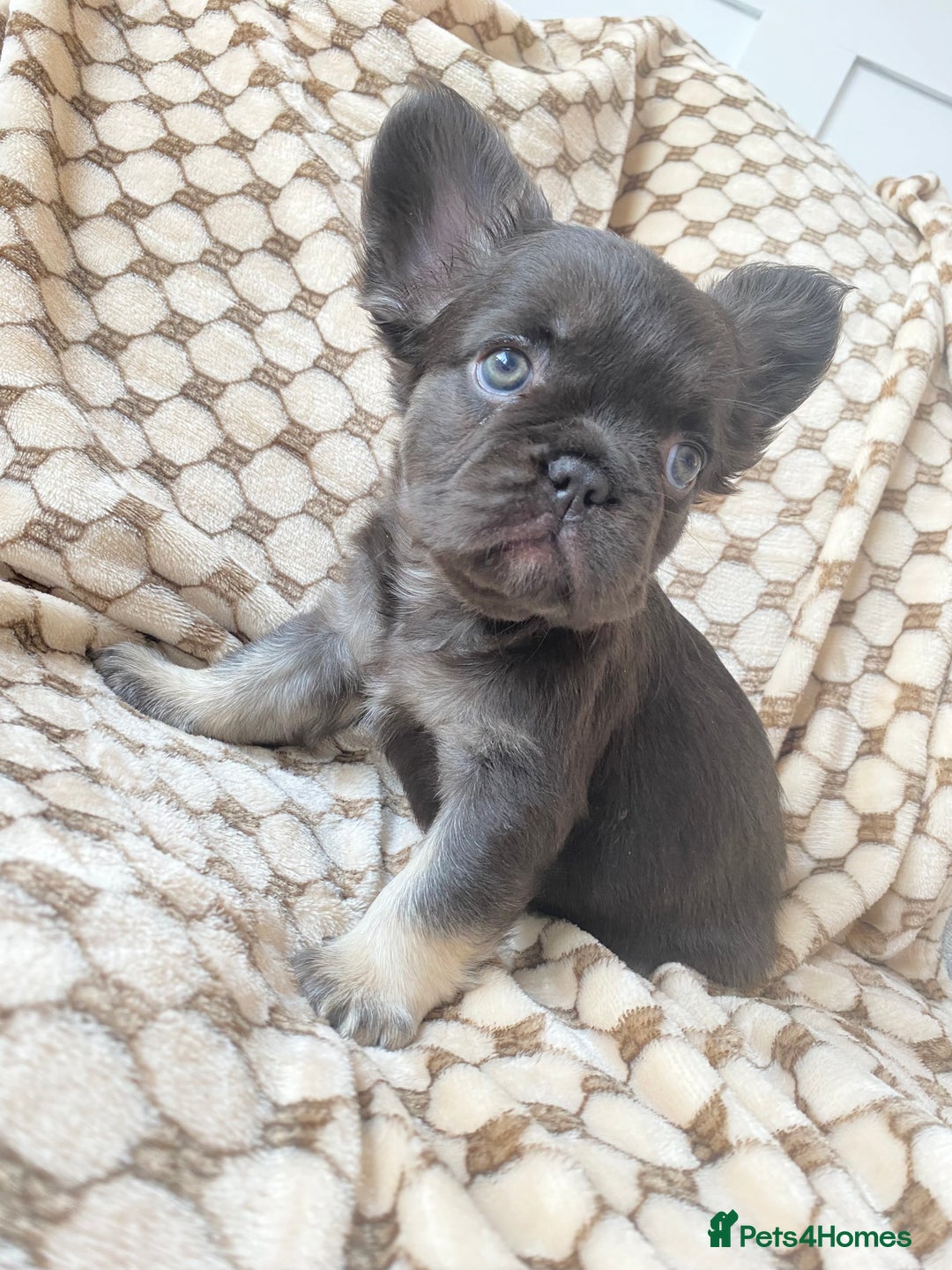 French Bulldog dogs for sale: Beautiful litter off French bulldog puppies  - Image 30