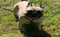 French Bulldog dogs for sale: KC REGISTERED HEALTH TESTED FRENCH BULLDOG  - Image 6
